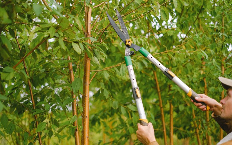 Tree trimming in Long Grove, IA
