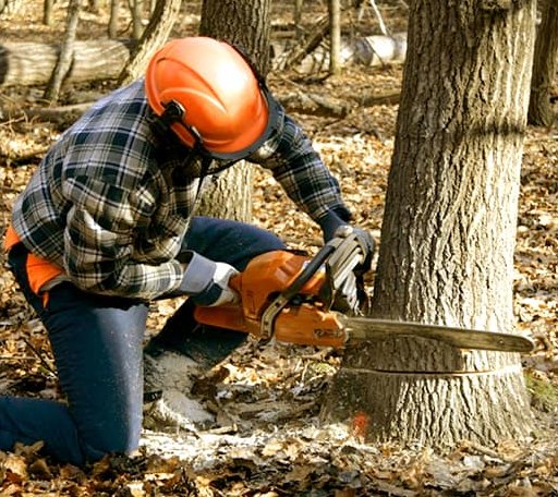 Tree Removal in Long Grove, IA